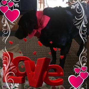 Meet your Posher, Anne lamon